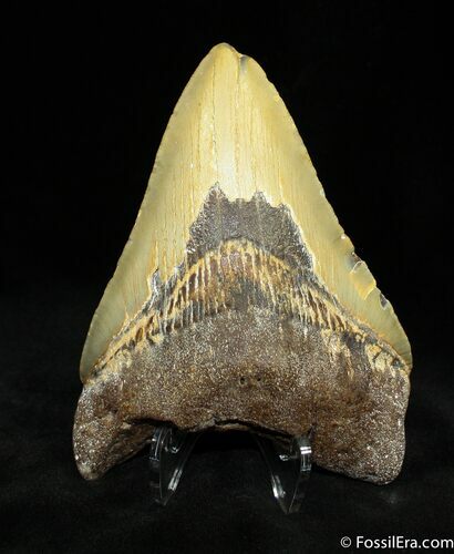 Megalodon Tooth From SC #837